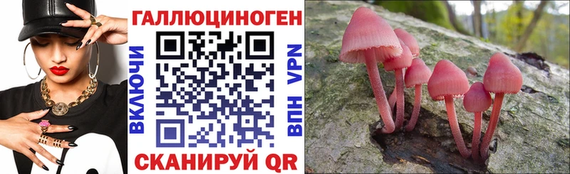кракен вход  Калининград  Галлюциногенные грибы Psilocybe 