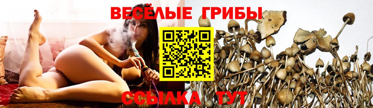 Псилоцибиновые грибы Psilocybine cubensis Калининград
